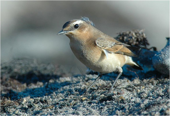 STEINSCHMÄTZER, WHEATEAR, OENANTHE OENANTHE