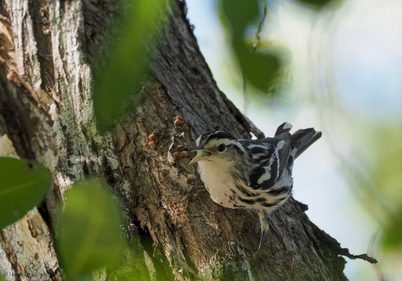 KLETTERWALDSÄNGER, BLACK-AND WHITE WARBLER, MNIOTILTA VARIA