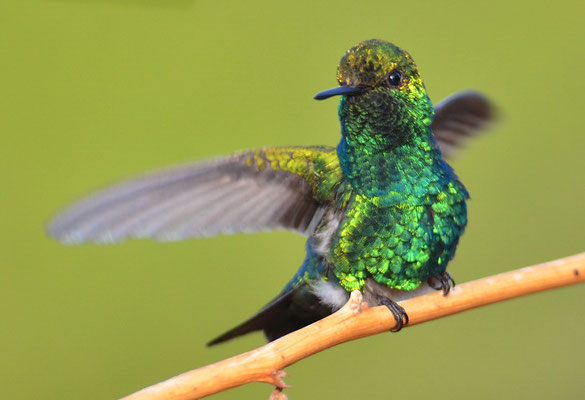 BLAUSCHWANZSMARAGDKOLIBRI, BLUE-TAILED EMERALD, CHLOROSTILBON MELLISUGUS 