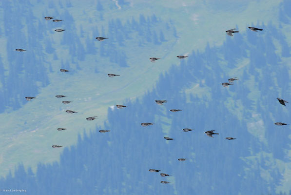 Alpendohle, alpine chough, pyrrhocorax graculus
