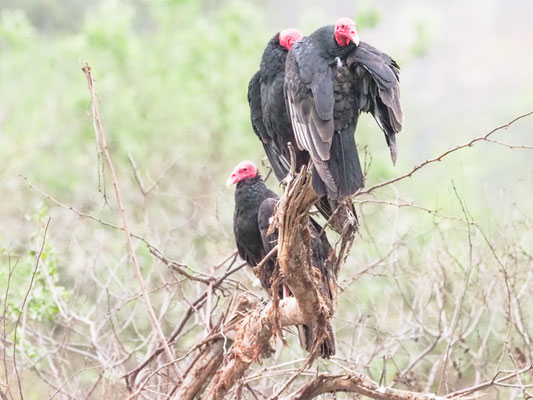 Truthahngeier, Turkey Vulture - Cathartes aura