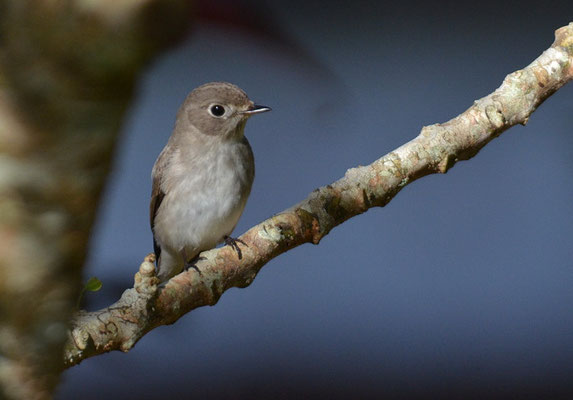 BRAUNER FLIEGENSCHNÄPPER, ASIAN BROWN FLYCATCHER, MUSCICAPA DAUURICA