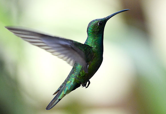 GRÜNKEHLMANGO, GREEN-BREASTED MANGO,  ANTHRACOTHORAX PREVOSTII 