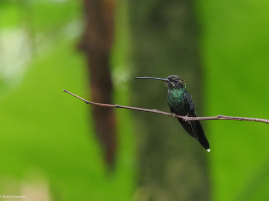 SMARAGD-SCHATTENKOLIBRI, WHITE-WHISKERED HERMIT - PHAETORNIS YARUQUI