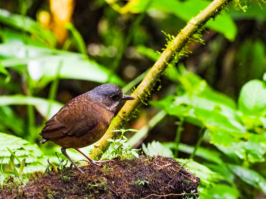 GRAUSCHEITEL-AMEISENPITTA, MOUSTACHED ANTPITTA - GRALLARIA ALLENI
