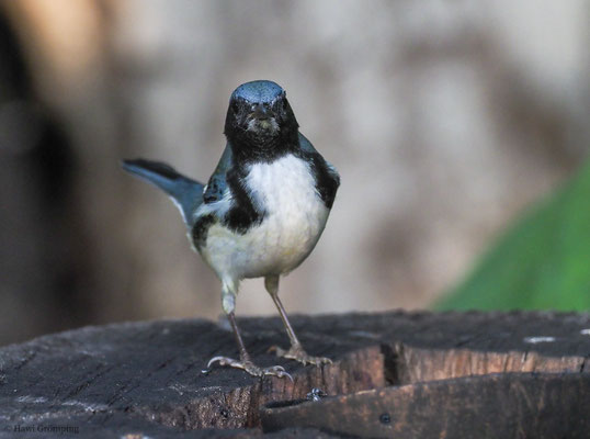 BLAURÜCKENWALDSÄNGER, BLACK-THROATED BLUE WARBLER, SETOPHAGA CAERULECENS