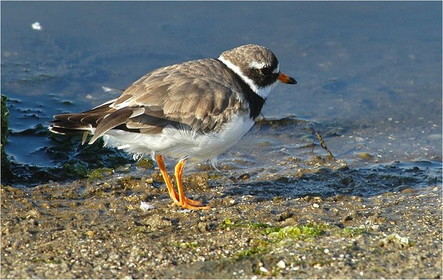SANDREGENPFEIFER, RINGED PLOVER, CHARADRIUS HIATICULA