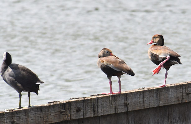 HERBSTPFEIFGANS, BLACK-BELLID WHISTLING DUCK, DENDROCYGNA AUTUMNALIS