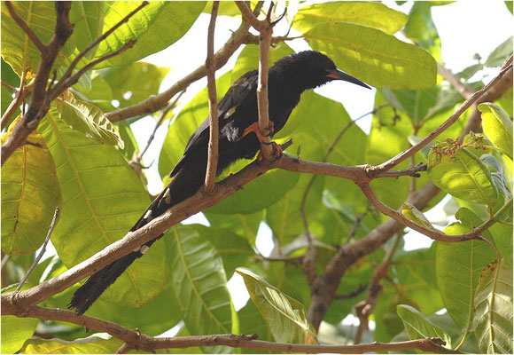 BAUMHOPF, BLACK WOOD HOOPOE, PHOENICULUS ATERRIMUS 