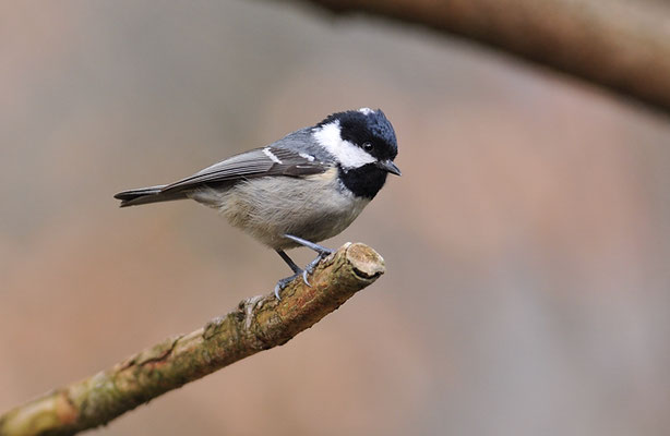 TANNENMEISE, COAL TIT, PERIPARUS ATER