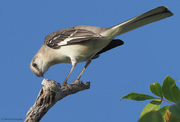 SPOTTDROSSEL, NORTHERN MOCKINGBIRD, MIMUS POLYGLOTTUS