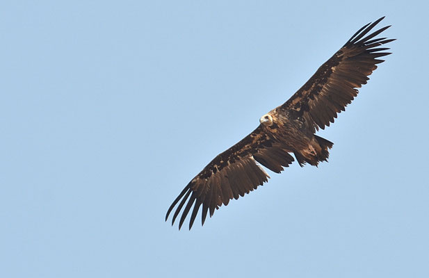 MÖNCHSGEIER, BLACK VULTURE, AEGYPIUS MONACHUS
