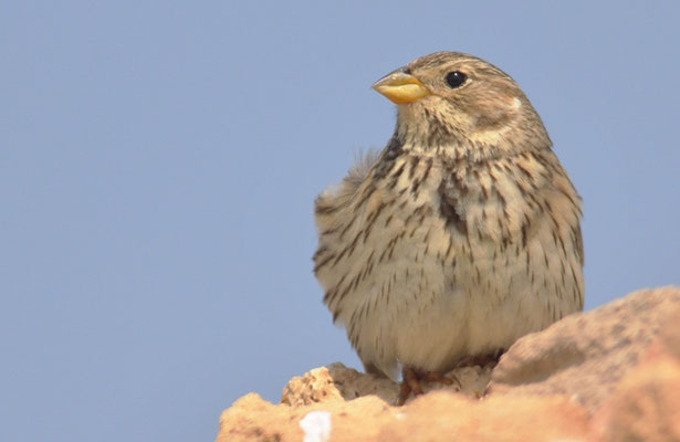 GRAUAMMER, CORN BUNTING, EMBERIZA CALANDRA