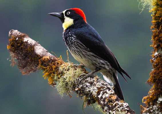 EICHELSPECHT, ACORN WOODPECKER, MELANERPES FORMICIVORUS