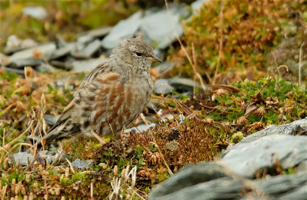 ALPENBRAUNELLE, ALPINE ACCENTOR, PRUNELLA COLLARIS