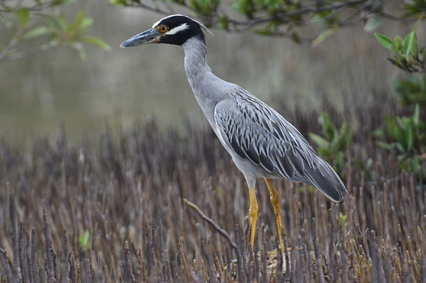 KRABBENREIHER, YELLOW-CROWNED NIGHT HERON, NYCTINASSA VIOLACEUS