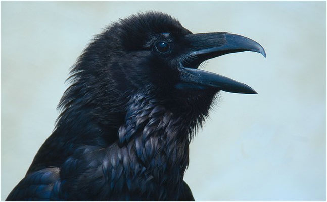 KOLKRABE, RAVEN, CORVUS CORAX