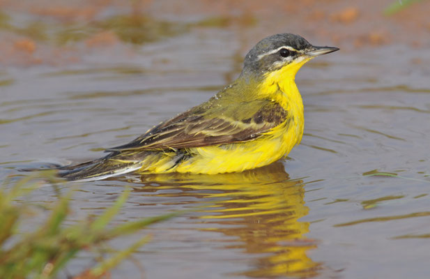 DOMBROWSKII-SCHAFSTELZE, YELLOW WAGTAIL ´DOMBROWSKII´, MOTACILLA FLAVA DOMBROWSKII