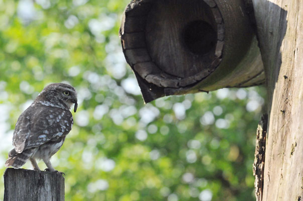 STEINKAUZ, LITTLE OWL , ATHENE NOCTUA