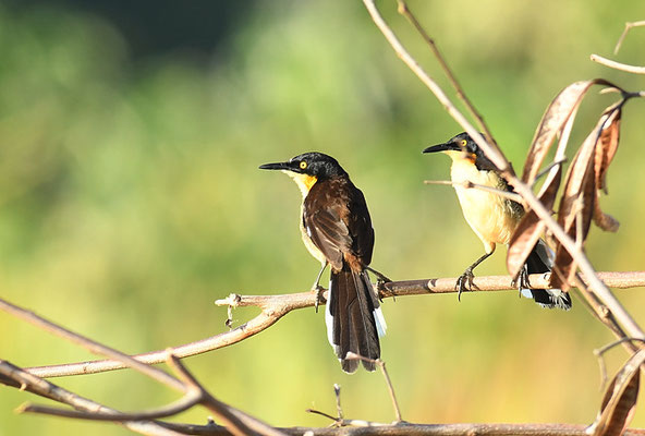 ROHRSPÖTTER, BLACK-CAPPED DONACOBIUS, DONACOBIUS ATRICAPILLA