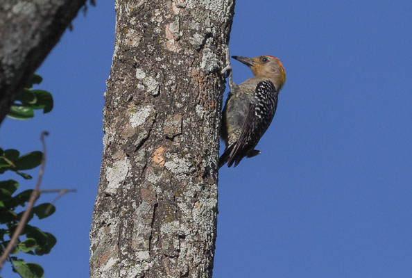 HOFFMANNSPECHT, HOFFMANN´S WOODPECKER, MELANERPES HOFFMANNII