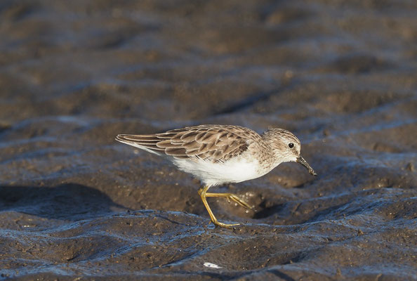 WIESENSTRANDLÄUFER, LEAST SANDPIPER, CALIDRIS MINUTILLA