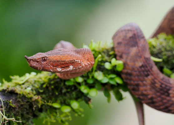 Stülpnasen-Lanzenotter (Porthidium nasutum): Das Verbreitungsgebiet erstreckt sich in Mittelamerika über Mexiko, Belize, Guatemala, Honduras, Nicaragua, Costa Rica und Panama. Südwärts kommt sie bis Ecuador und Kolumbien vor.