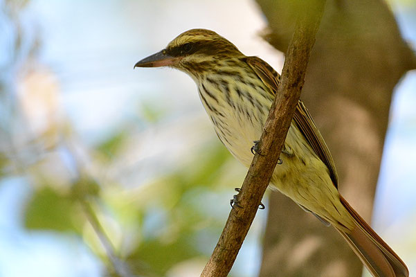 STREIFENTYRANN, STREAKED FLYCATCHER, MYIODYNASTES MACULATUS 