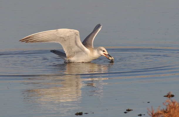 LACHSEESCHWALBE, GULL-BILLED TERN, GELOCHELIDON NILOTICA