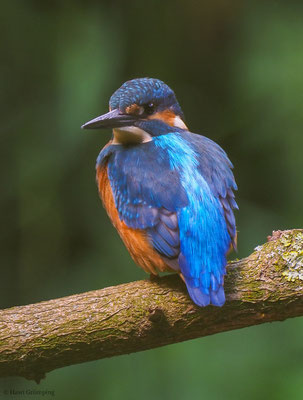 EISVOGEL, COMMON KINGFISHER, ALCEDO ATTHIS