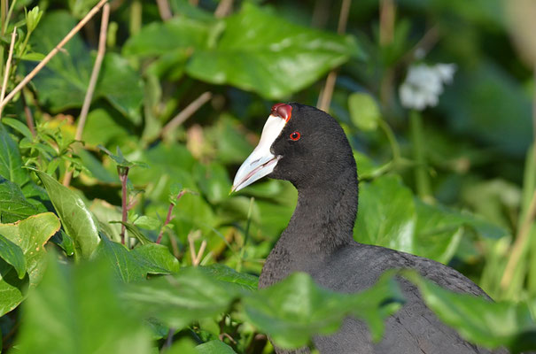 KAMMBLÄSSRALLE, RED-KNOBBED COOT, FULICA CRISTATA
