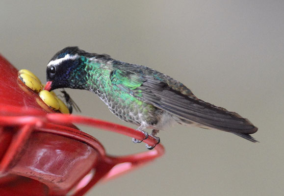 WEISSOHRSAPHIR, WHITE-EARED HUMMINGBIRD, HYLOCHARIS LEUCOTIS