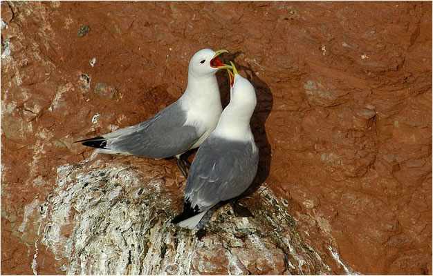 DREIZEHENMÖWE, BLACK-LEGGED KITTIWAKE, RISSA TRIDACTYLA