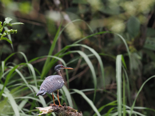 SONNENRALLE, SUNBITTERN - EURYPYGA HELIAS