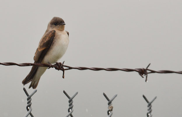 GRAUKEHLSCHWALBE, ROUGH-WINGED SWALLOW, STELGIDOPTERYX SERRIPENNIS