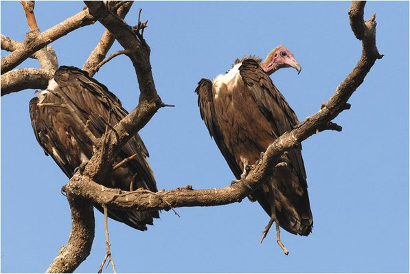 KAPPENGEIER, HOODED VULTURE, NECROSYRTES MONACHUS 