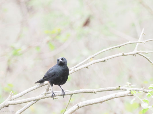 Buschstärling, Scrub Blackbird - Dives warczewiczi