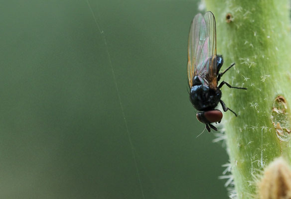 GELBFLÜGEL-ERZSCHWEBFLIEGE, CHEILOSIA IMPRESSA