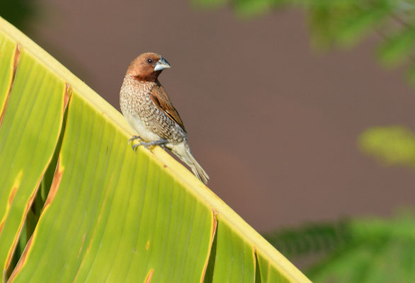 MUSKATFINK, SCALY-BREASTED MUNIA, LONCHURA PUNCTULATA 