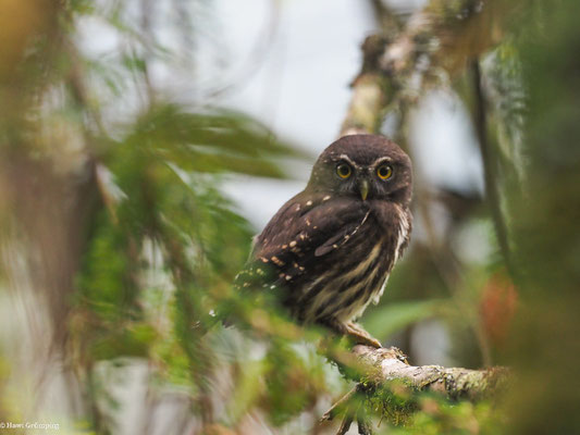 ANDEN-SPERLINGSKAUZ, ANDEAN PYGMY OWL - GLAUCIDIUM JARDINII