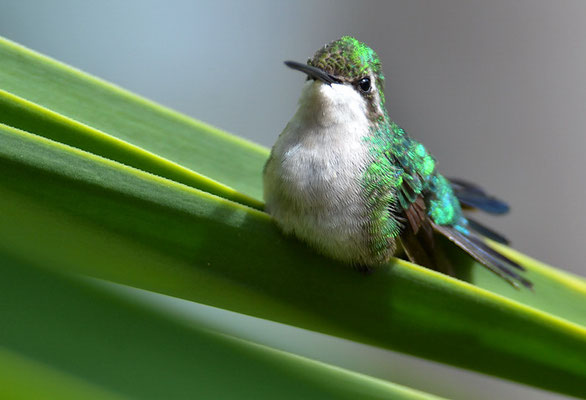 BLAUSCHWANZSMARAGDKOLIBRI, BLUE-TAILED EMERALD, CHLOROSTILBON MELLISUGUS