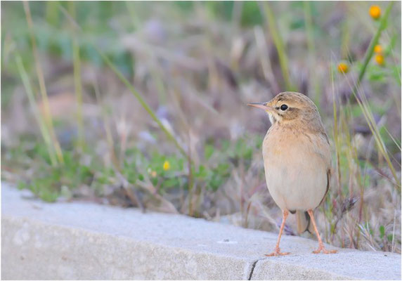 BRACHPIEPER, TAWNY PIPIT, ANTHUS CAMPESTRIS