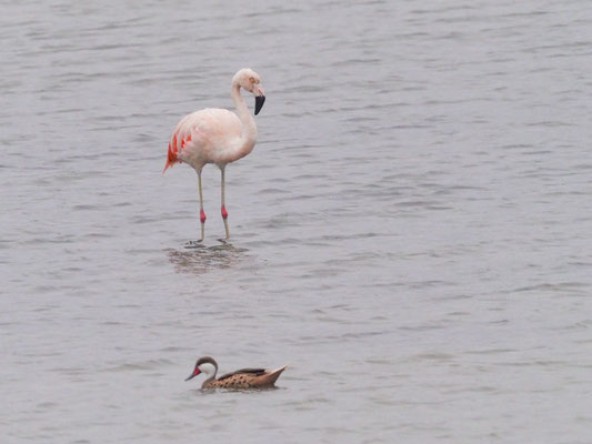 Chile-Flamingo, Chilean Flamingo - Phoenicopterus chilensis