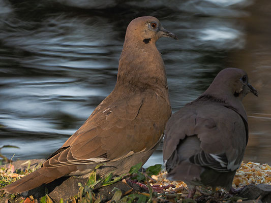 WEISSFLÜGELTAUBE, WHITE-WINGED DOVE, ZENAIDA ASIATICA