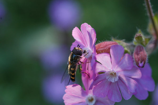 MONDFLECK-FELDSCHWEBFLIEGE, EUPEODES LUNIGER
