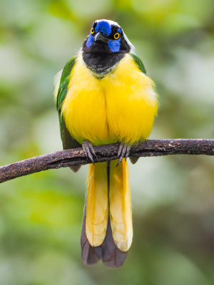 GRÜNHÄHER, GREEN JAY - CYANOCORAX YNCAS