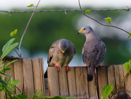 PERUTÄUBCHEN, CROAKING GROUND-DOVE - COLUMBINA CRUZIANA