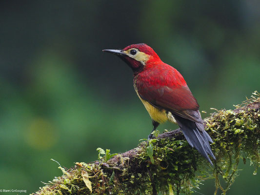 ROTMANTELSPECHT, CRIMSON-MANTLED WOODPECKER - COLAPTES RIVOLII