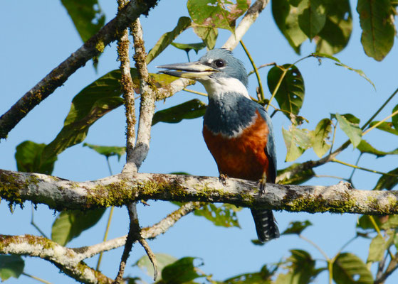 ROTBRUSTFISCHER, RINGED KINGFISHER, CERYLE TORQUATUS