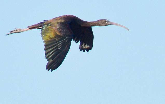 BRAUNER SICHLER, GLOSSY IBIS, PLEGADIS FALCINELLUS